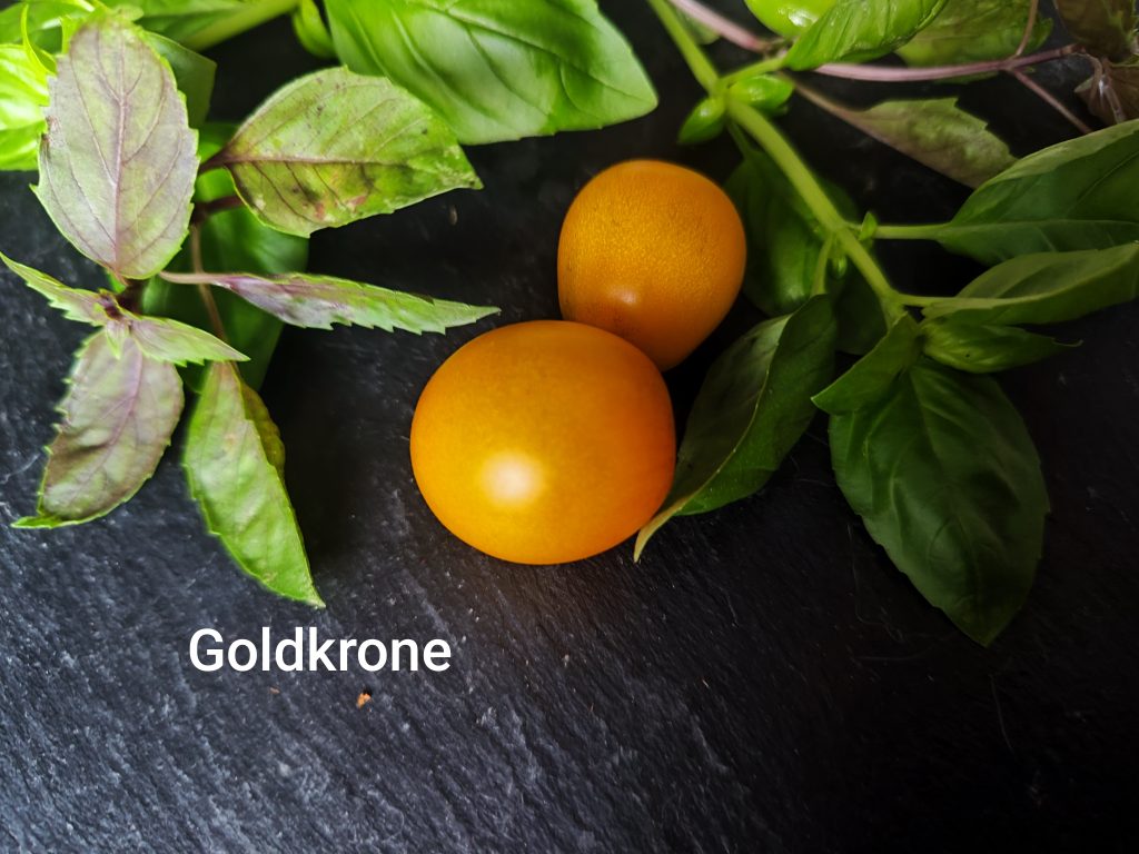 Goldkrone Cherry