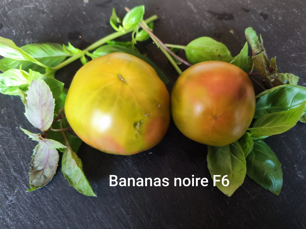 Bananas noire F6