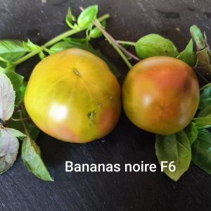 Bananas noire F6