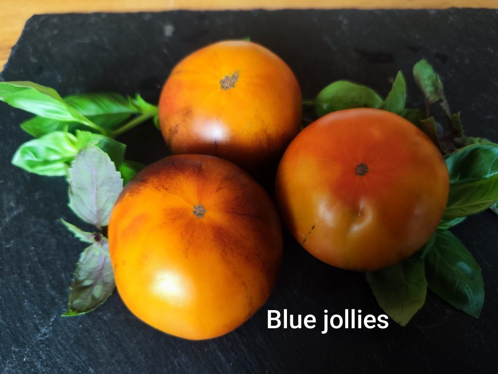Blue Jollies