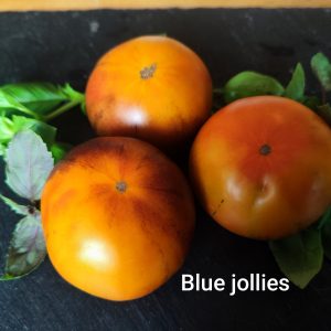 Blue Jollies