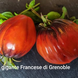 Blue Gigante Francese di Grenoble