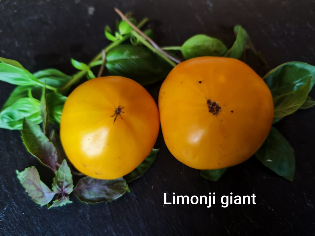 Limonji Giant