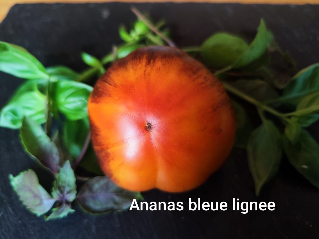 Ananas Bleu Lignee