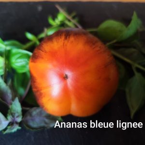Ananas Bleu Lignee