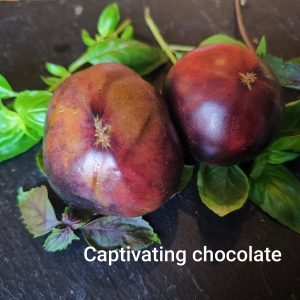 Captivating choclate