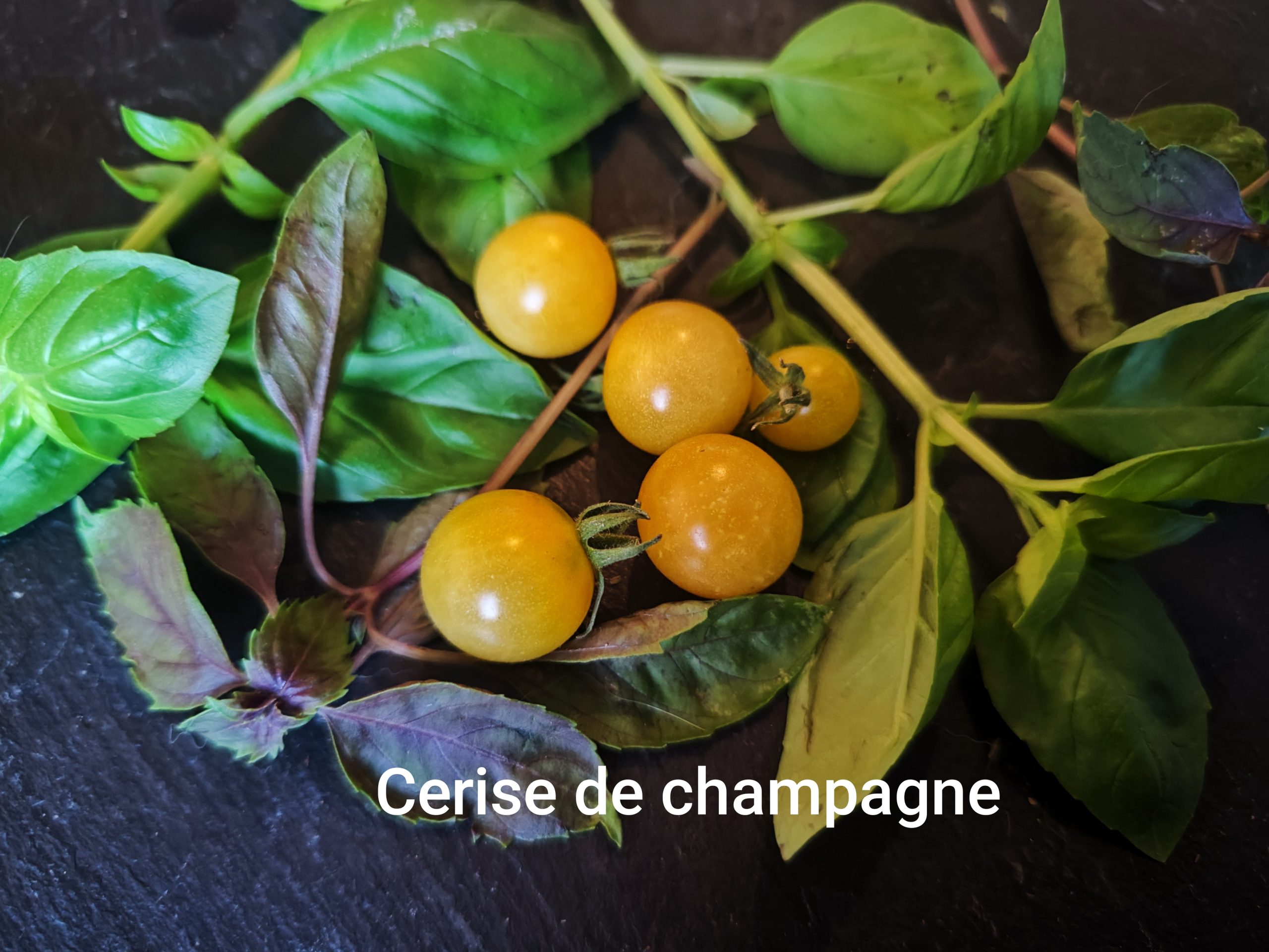 Cerise de champagne – Bild 2