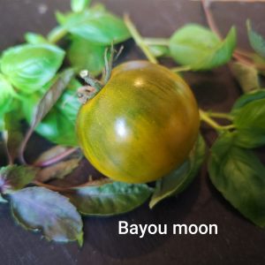 Bayou moon