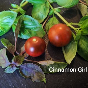 Cinnamon girl