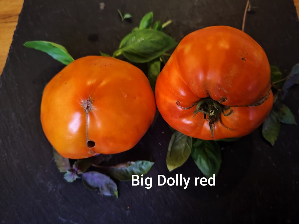 Big Dolly Red