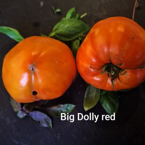 Big Dolly Red