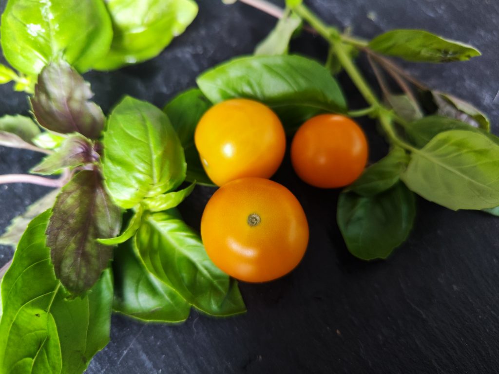 Apricosa