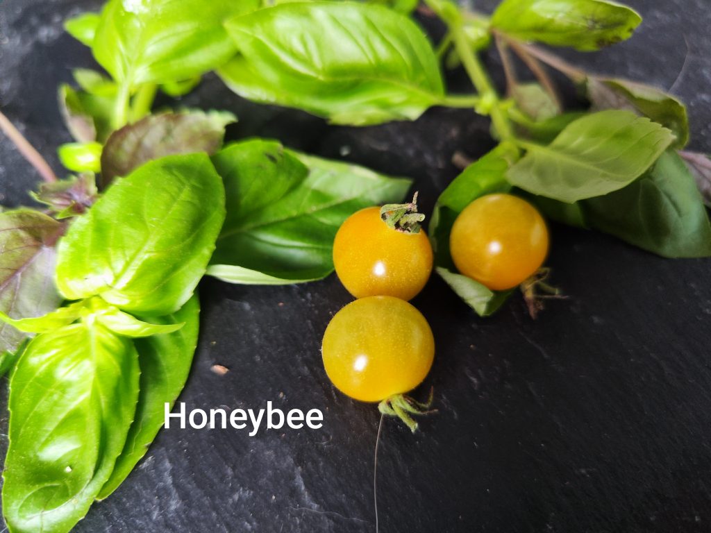 Honeybee