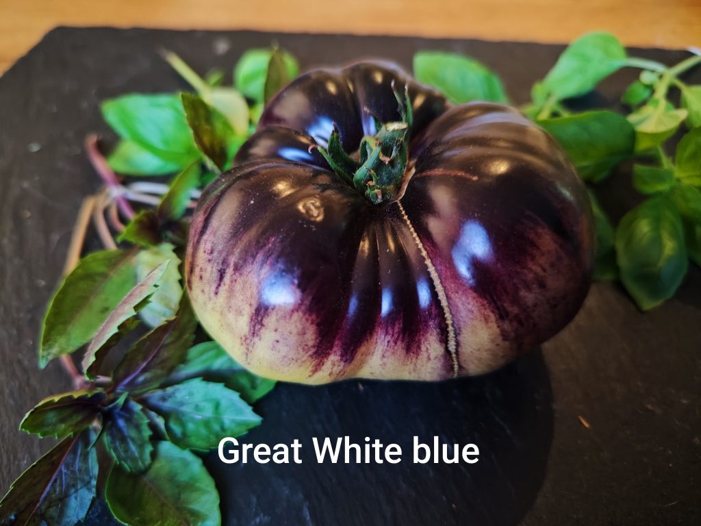 Great white Blue