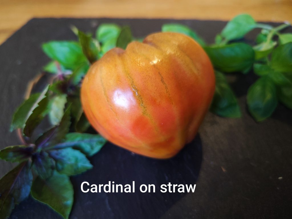 Cardinal on Straw