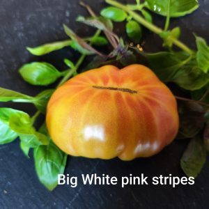 Big white pink stripes