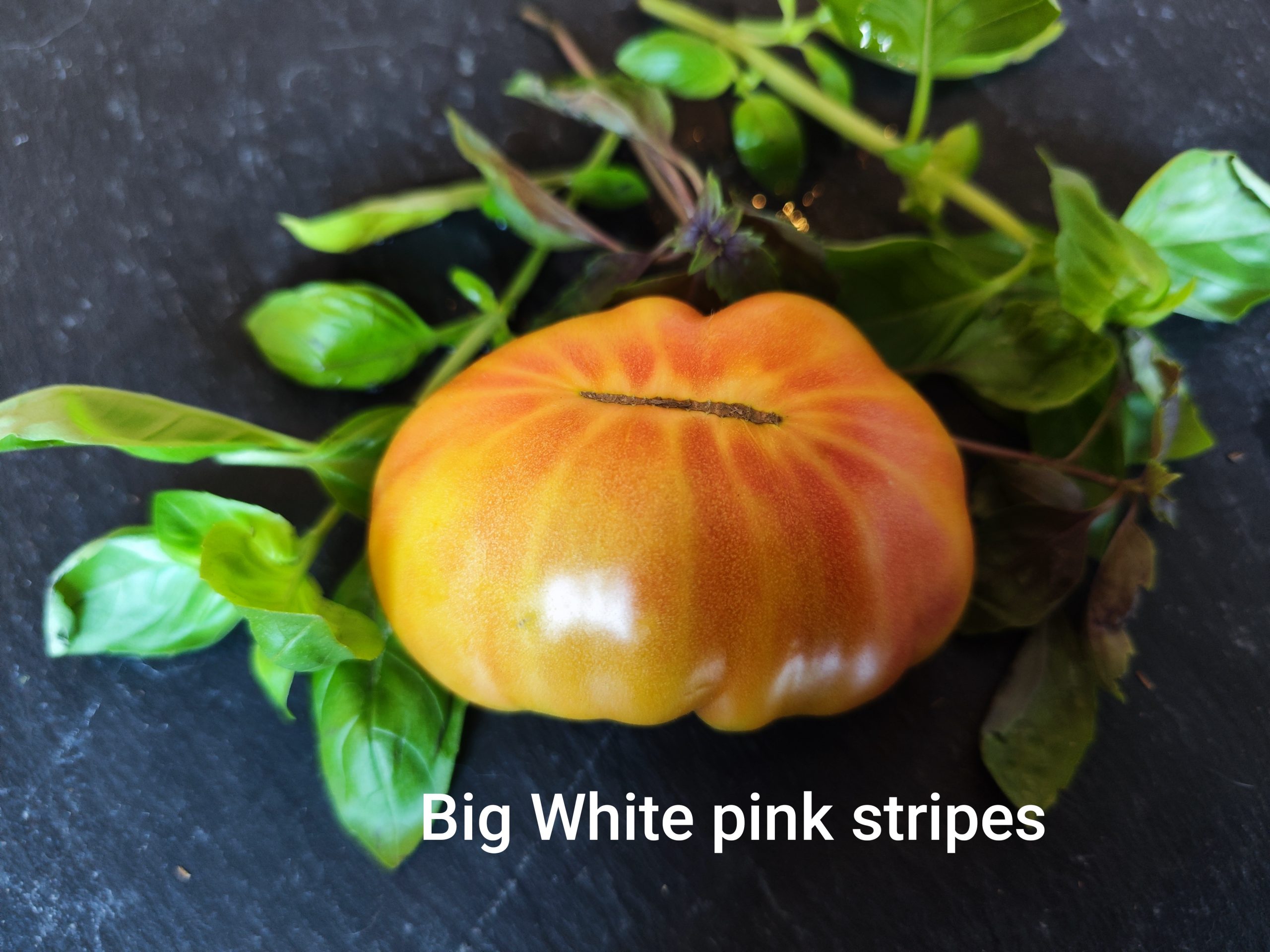 Big white pink stripes