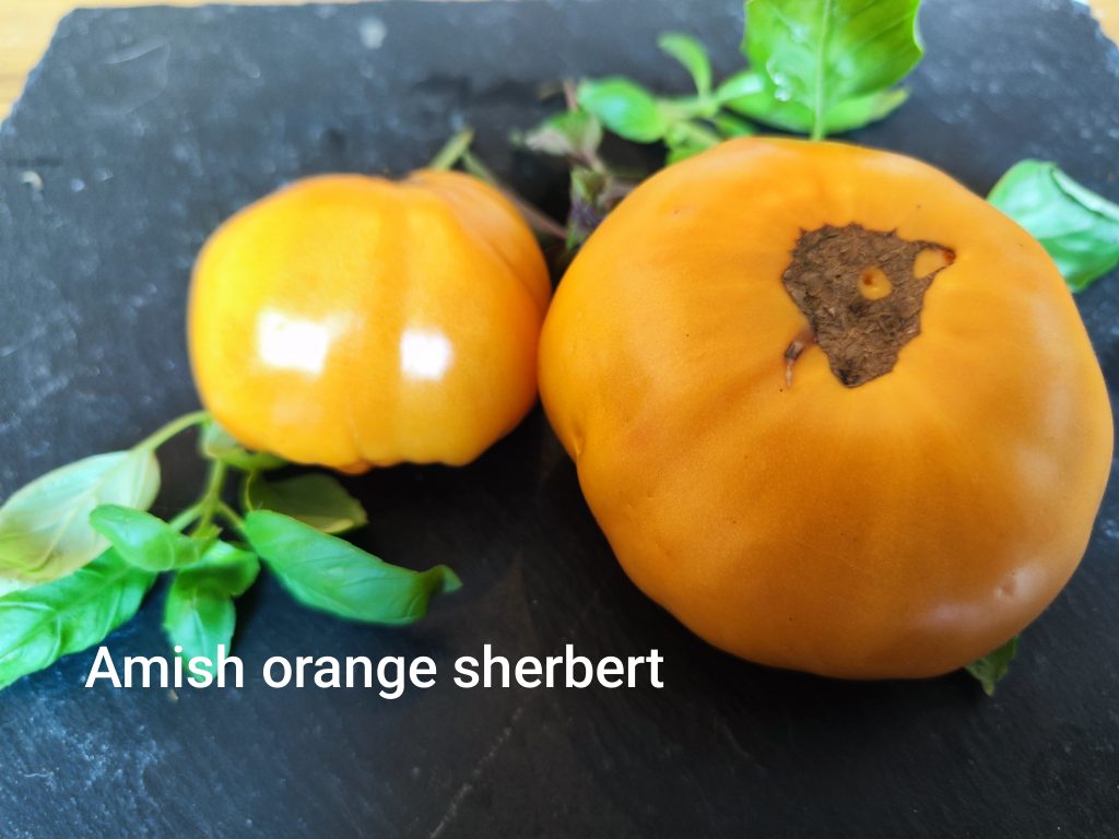 Amish orange sherbet