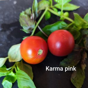 Karma pink