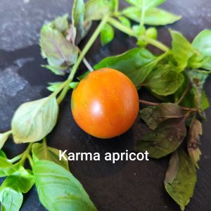 Karma apricot