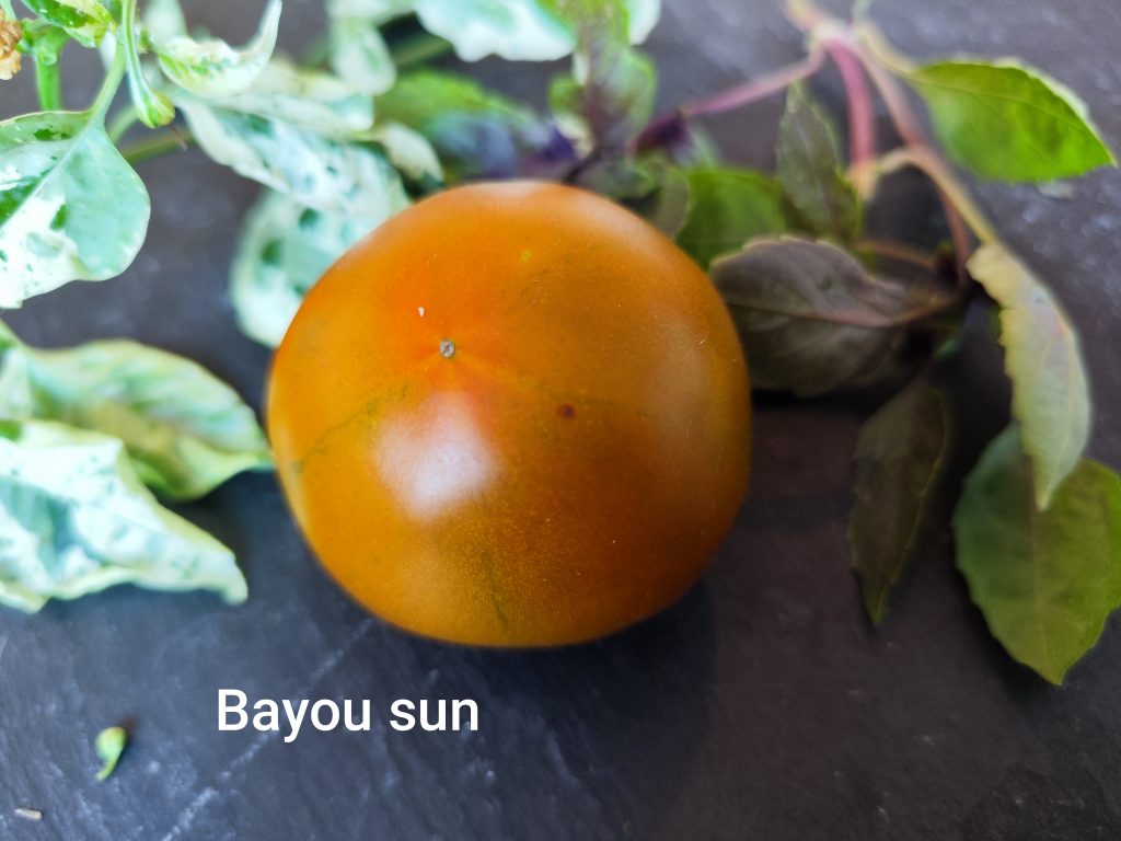Bayou sun