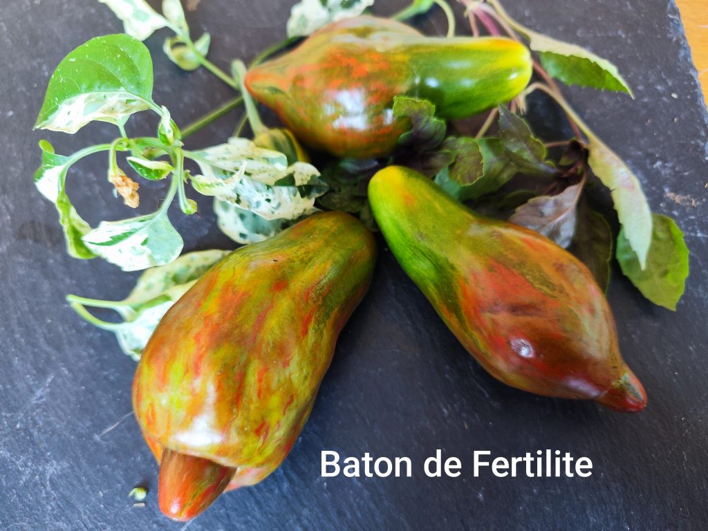 Baton de Fertilite