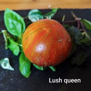 Lush queen