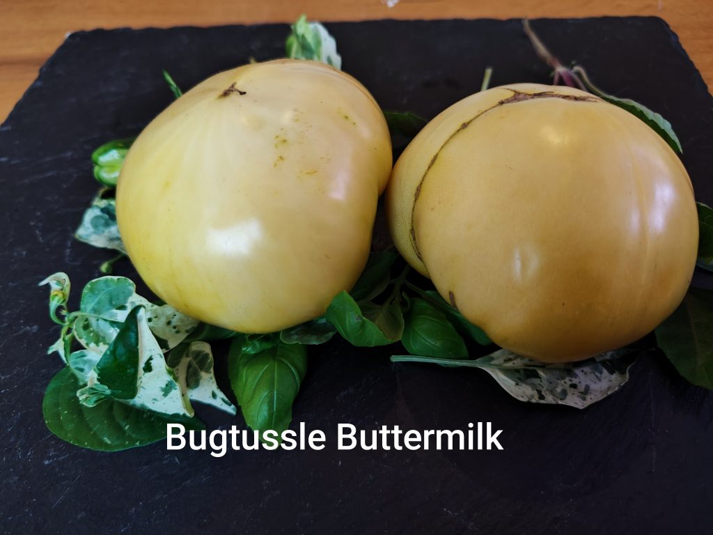 Bugtussle Buttermilk wonders