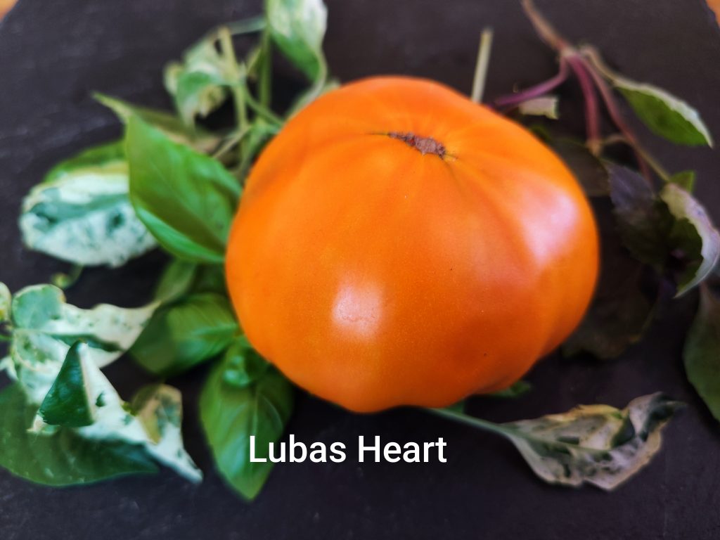 Lubas Heart