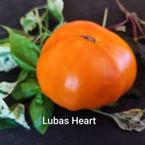 Lubas Heart
