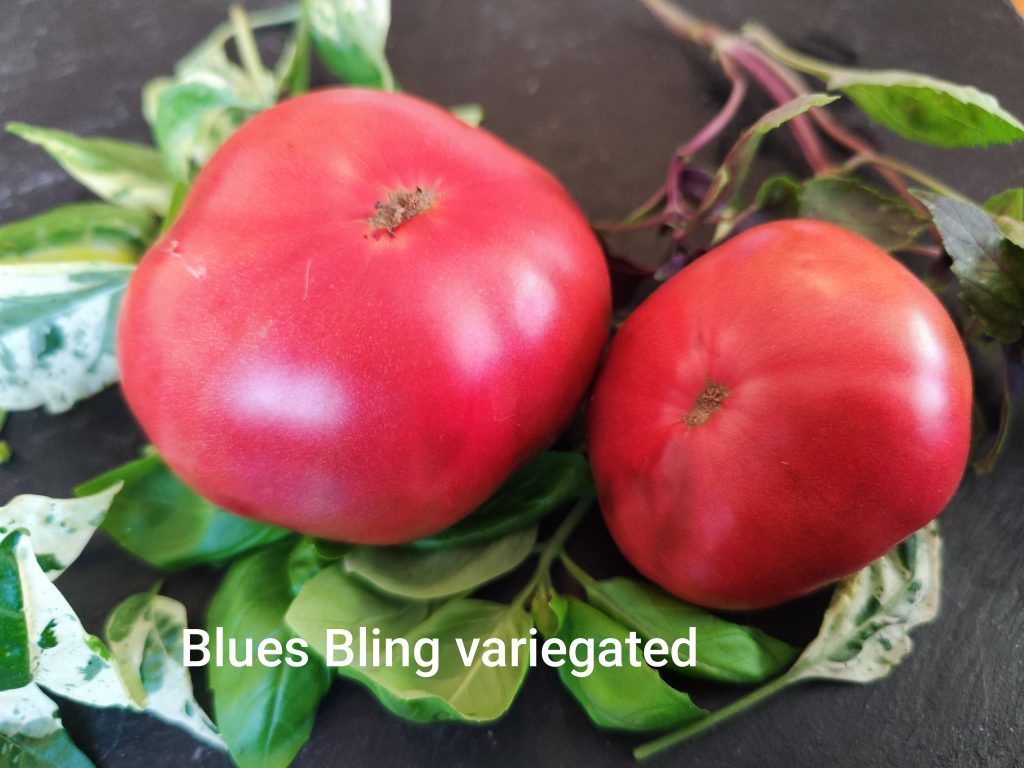 Blues Bling variegated