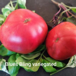 Blues Bling variegated