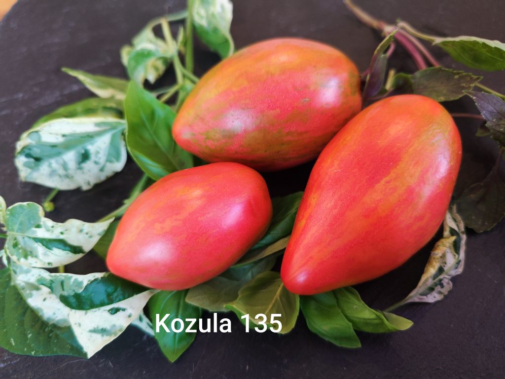 Kozula 135