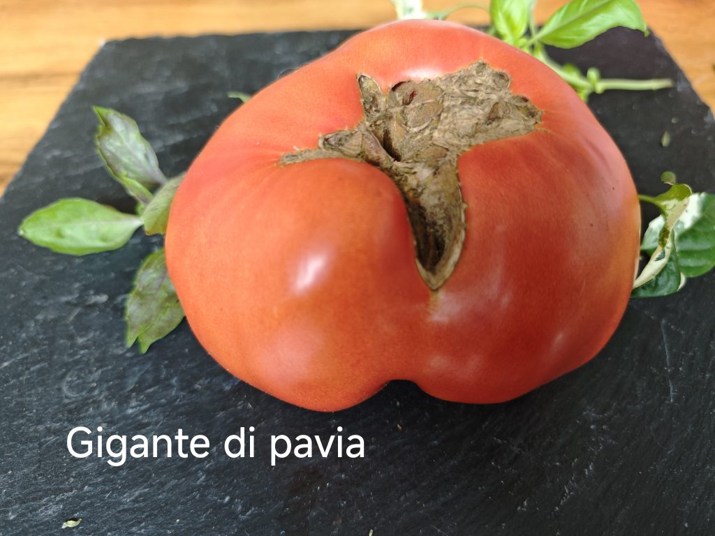 Giganta di Pavia