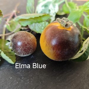 Elma Blue