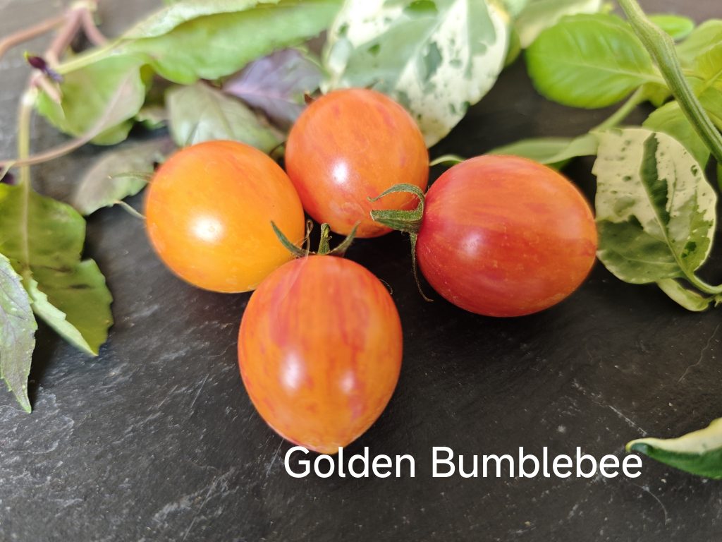Golden Bumblebee