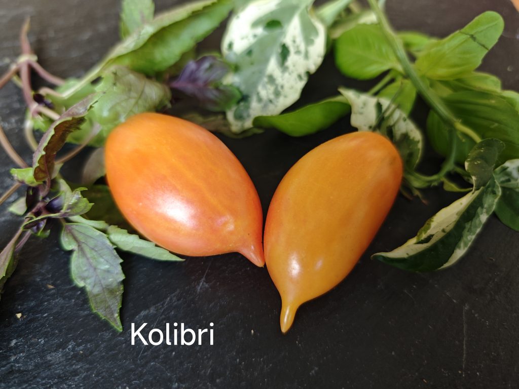 Kolibri