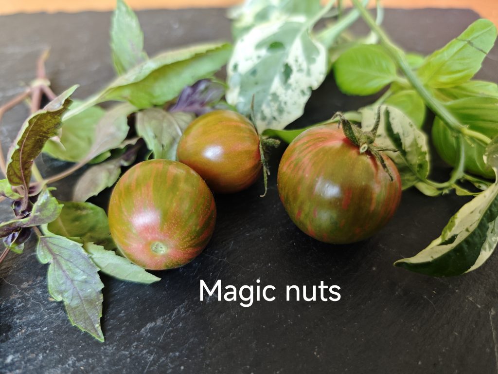 Magic Nut