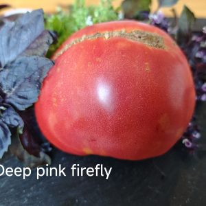 Depp`s Pink Firefly