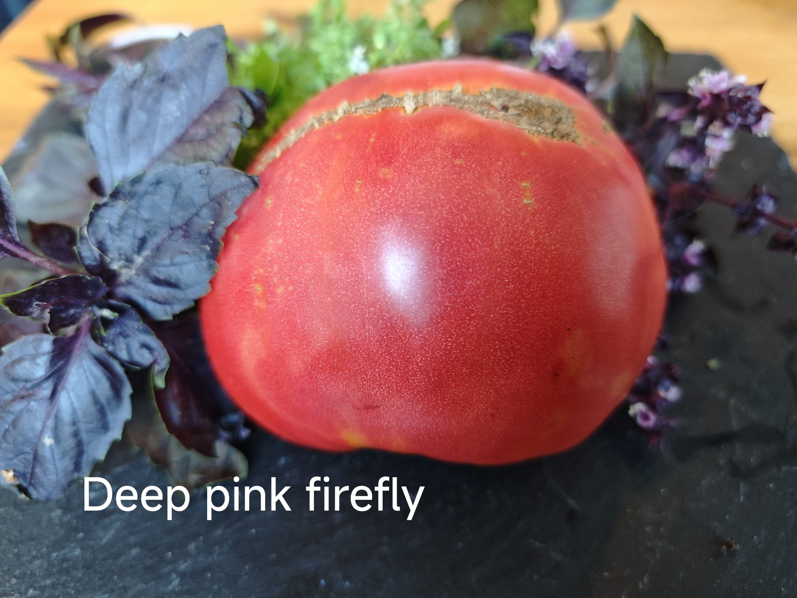Depp`s Pink Firefly