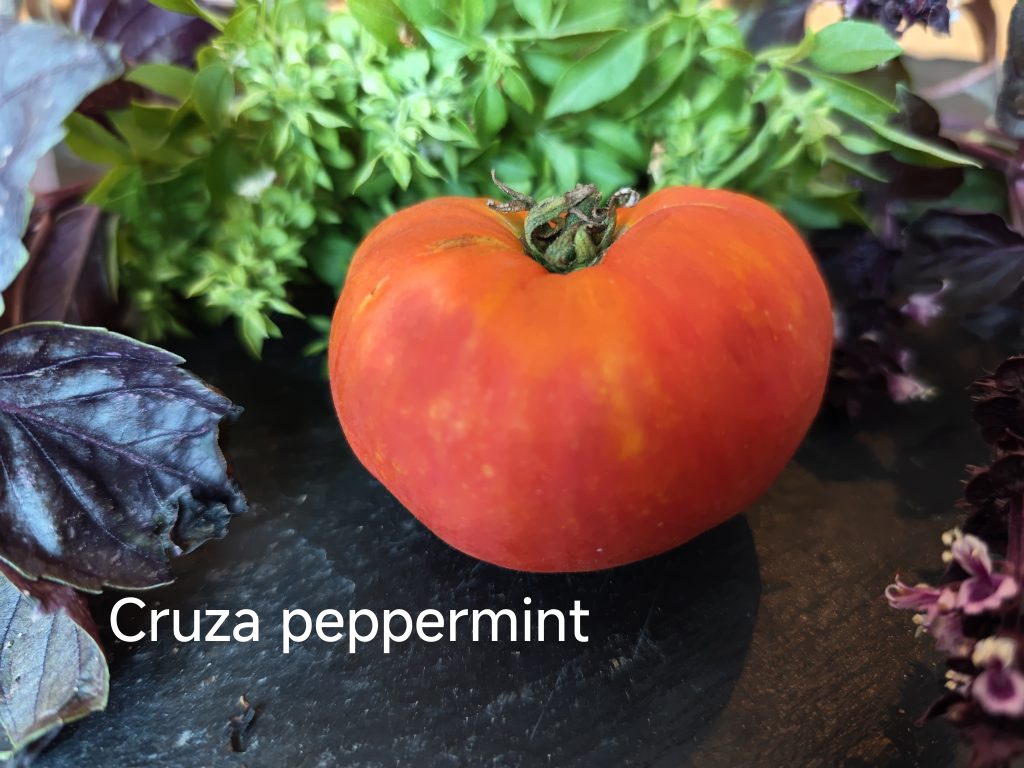 Cruza peppermint
