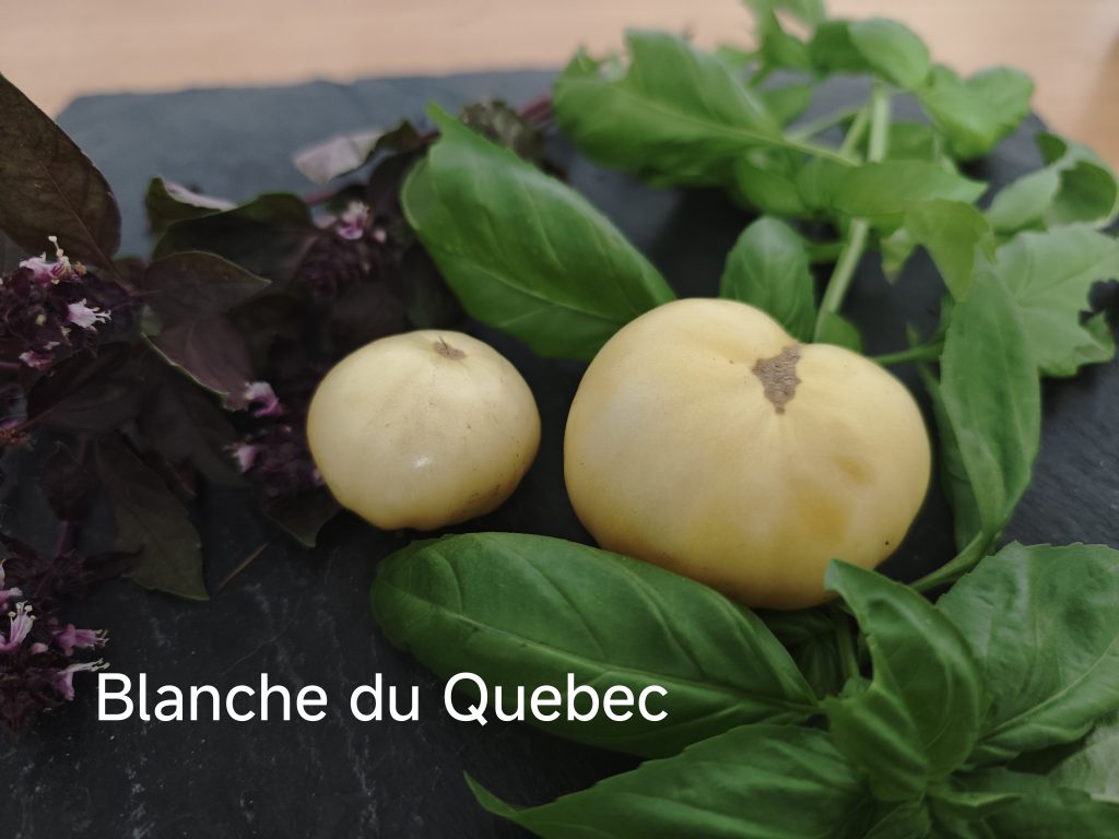 Blanche du Quebec