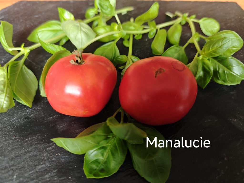 Manalucie