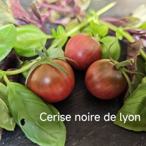 Cerise Noire du Layon