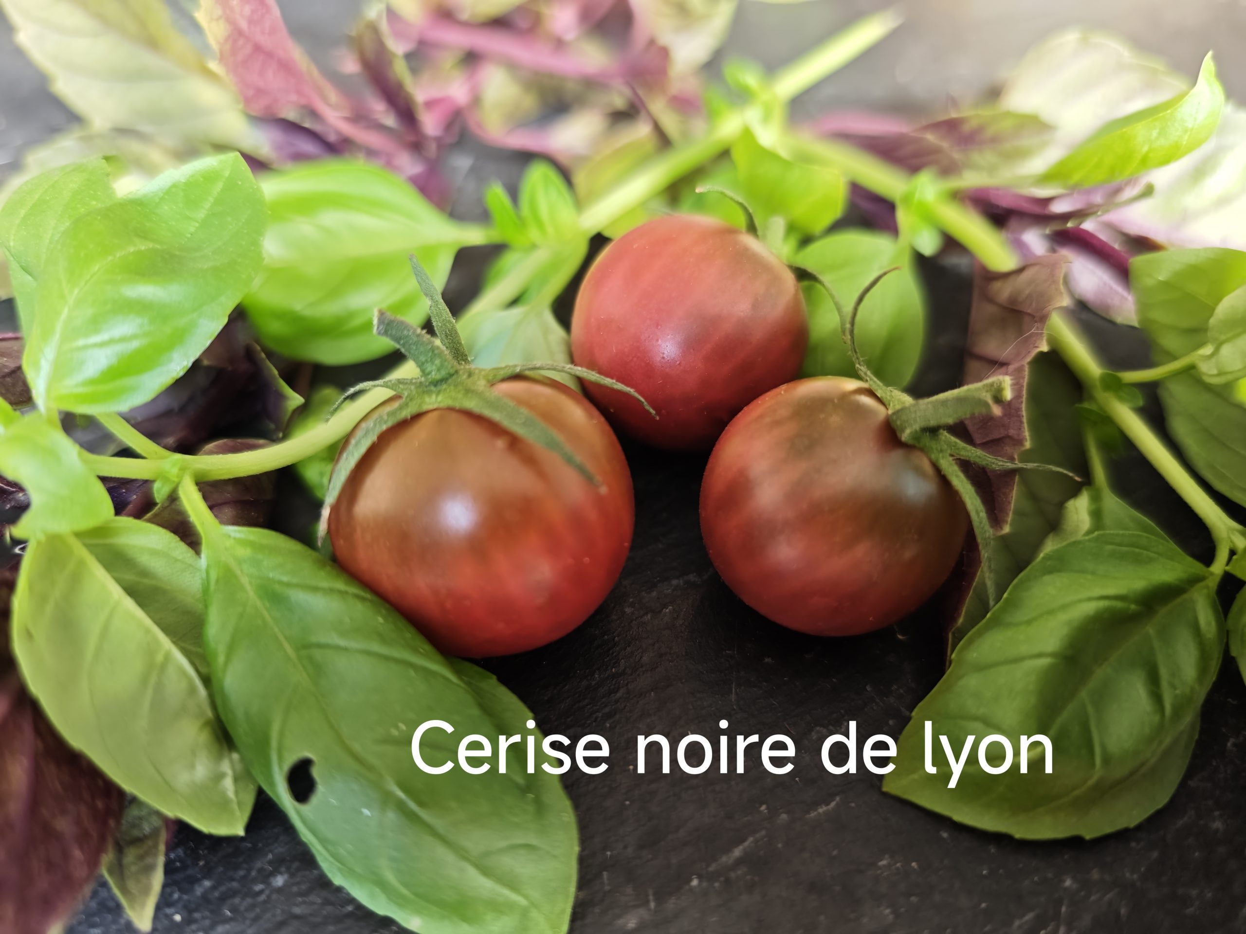 Cerise Noire du Layon