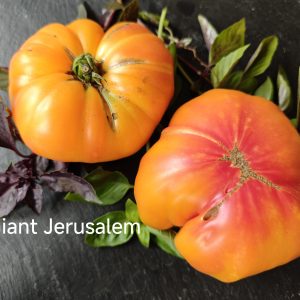Jerusalem Giant