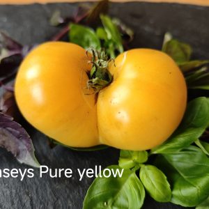 Casey´s Pure Yellow