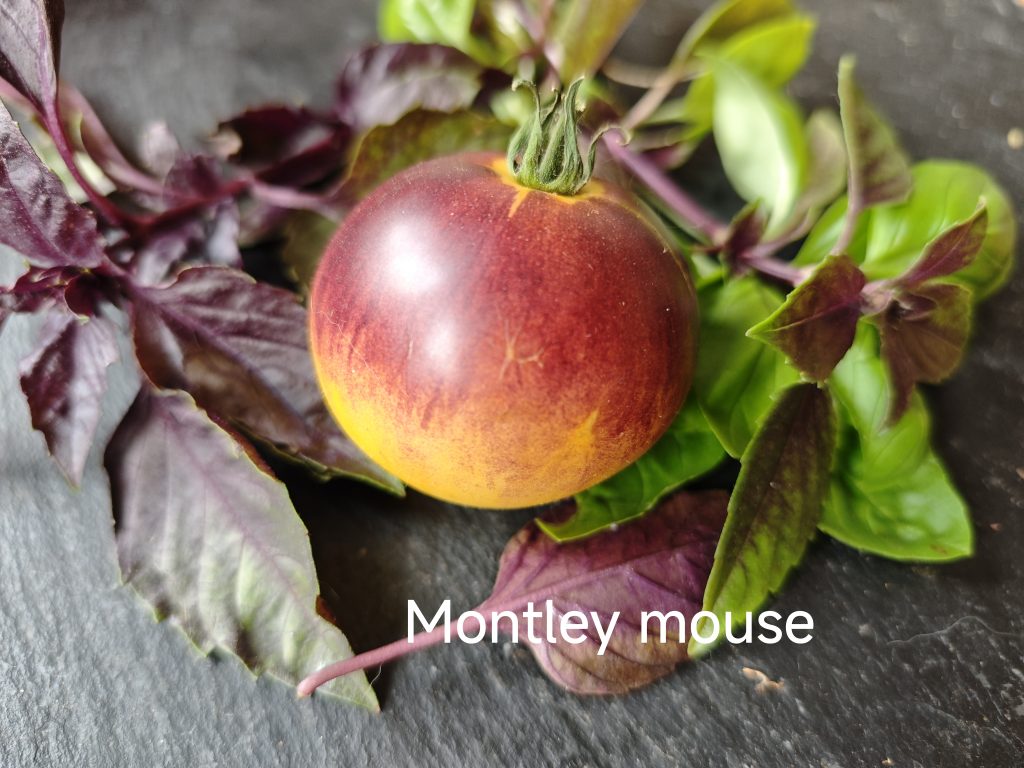 Montley Mouse