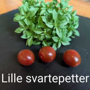 Lille svartepetter