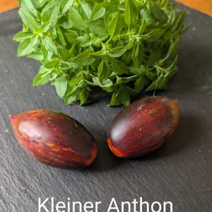 Kleiner Anthon